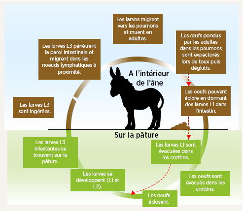 chart img