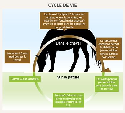 chart img