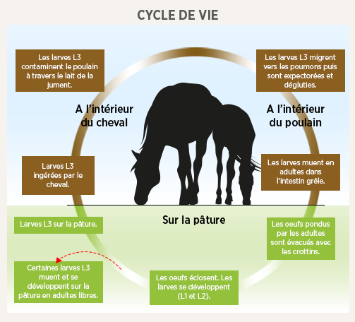 chart img