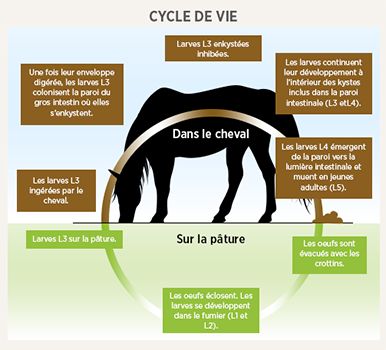 chart img