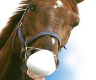 Paardeninfluenza of paardengriep Paardeninfluenza of paardengriep