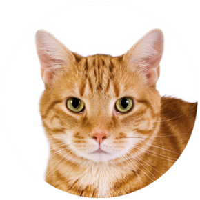 Kat