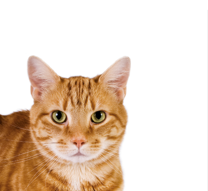 Kat