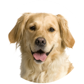 Hond