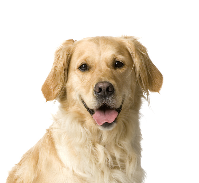 Hond