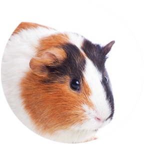Cavia