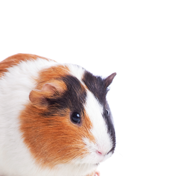Cavia