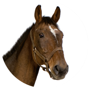 Paard