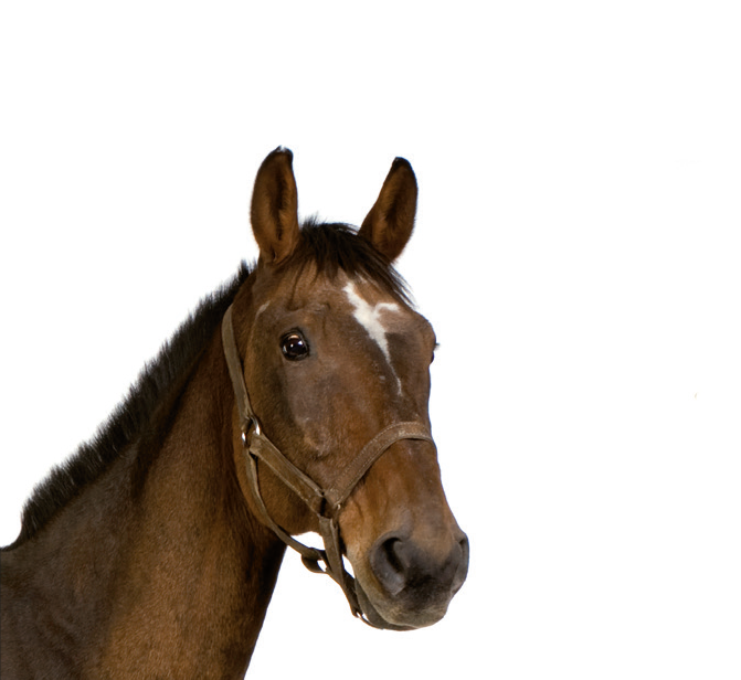Paard