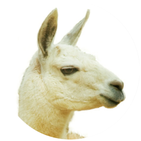 Lama