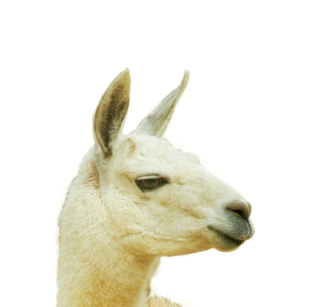 Lama