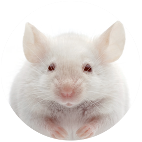Muis