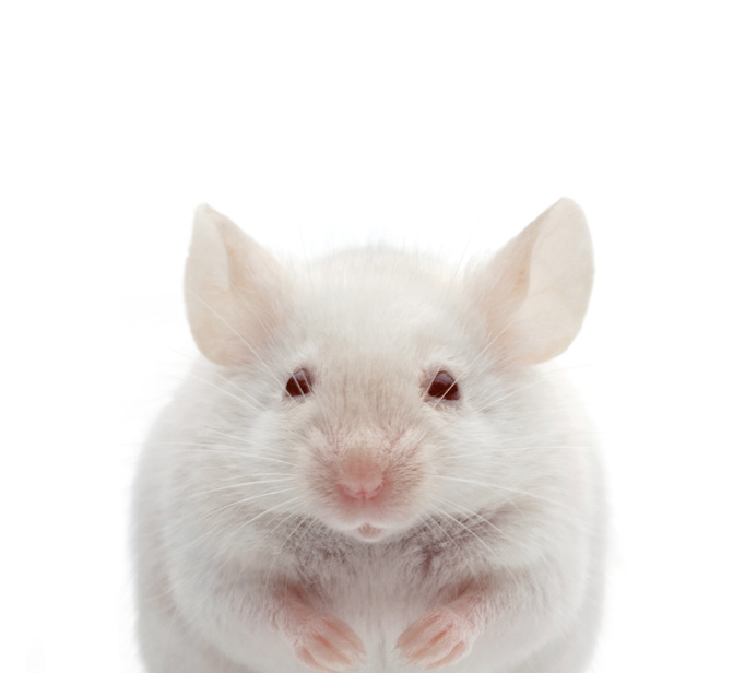 Muis