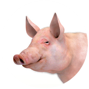 Varken