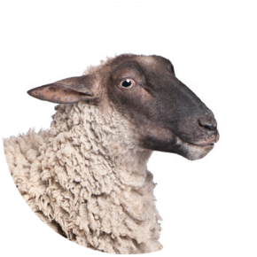 Schaap