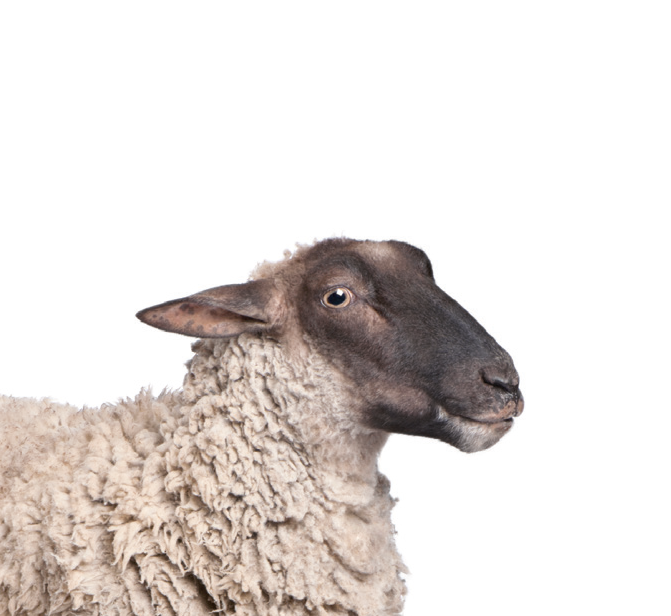 Schaap